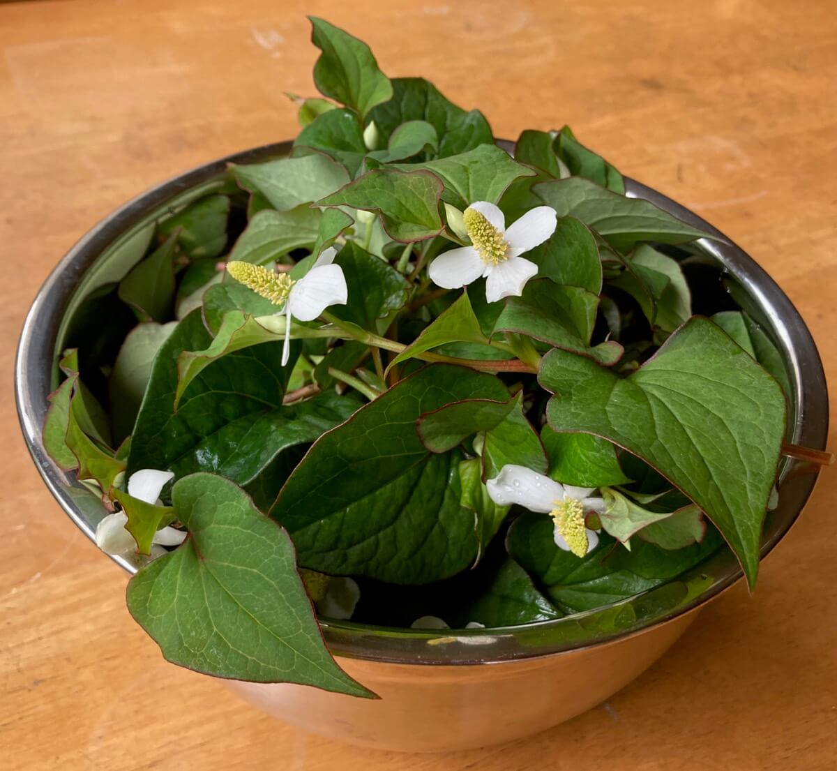 ドクダミエキス Dokudami (Fish Mint) Extract – オレゴンエコライフ